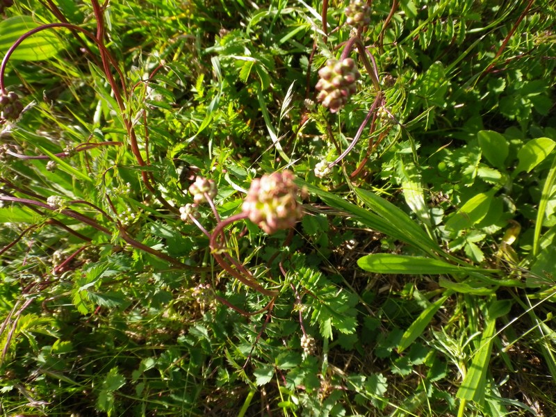 Nel prato col gambo rosso - Sanguisorba minor Scop.